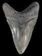 Serrated, Megalodon Tooth - Georgia #63942-2